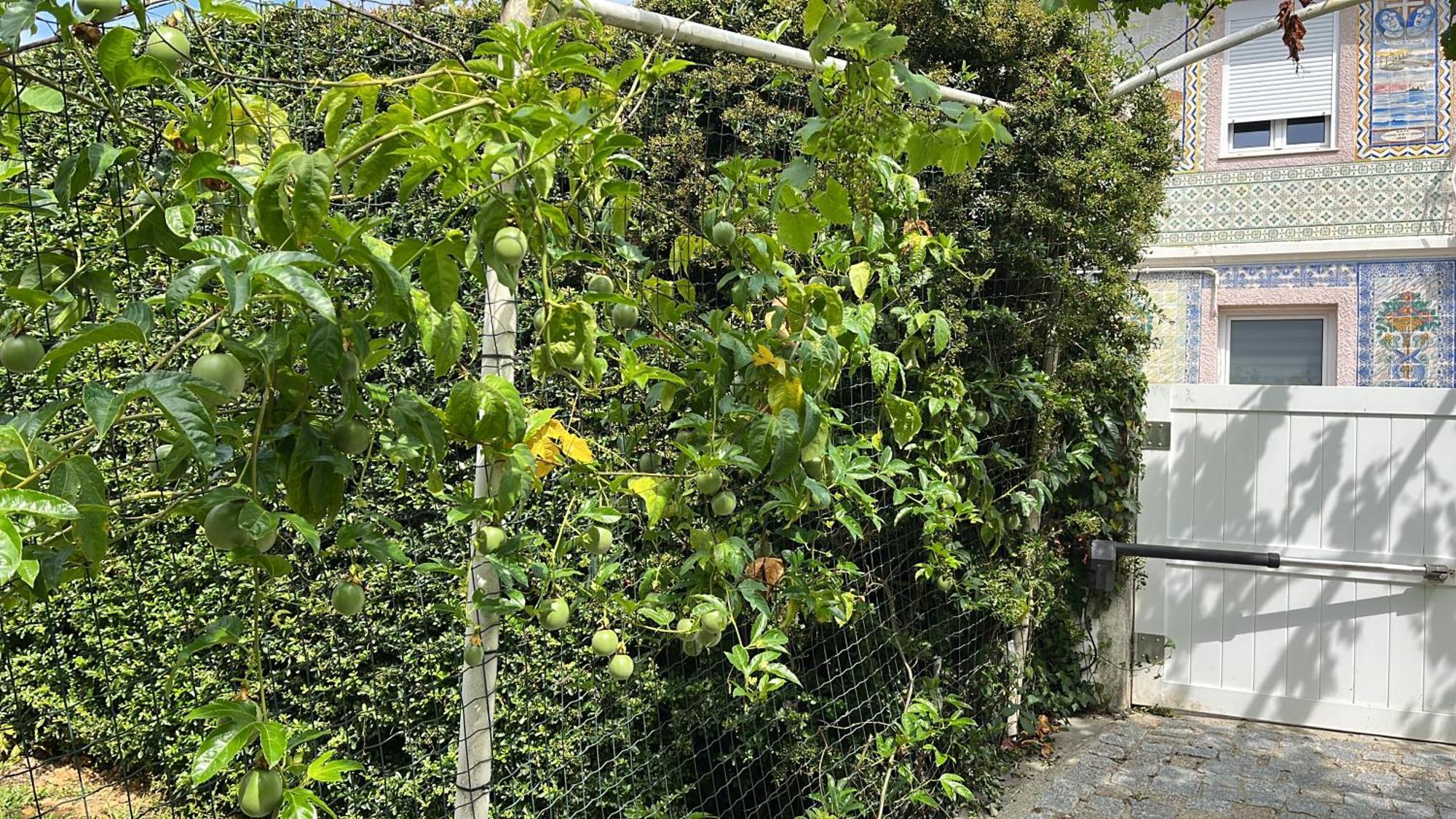Citrus Tree House, Private Pool And Garden. Vila Angeja Exterior foto